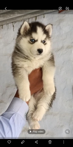 Syberian huskay
