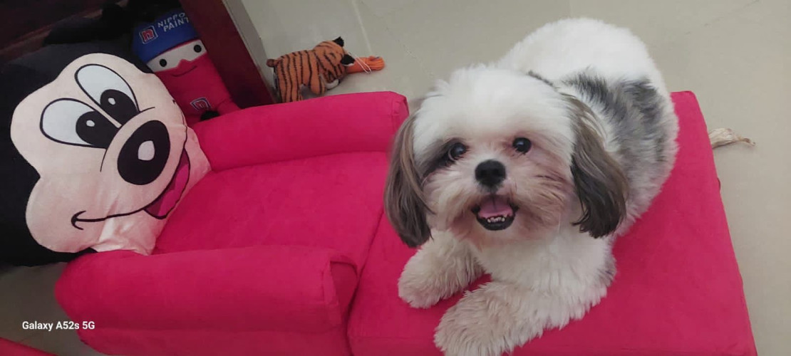 Shih Tzu