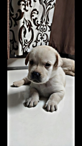 Labrador champion line puppies