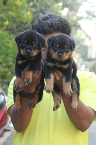 Rottweiler
