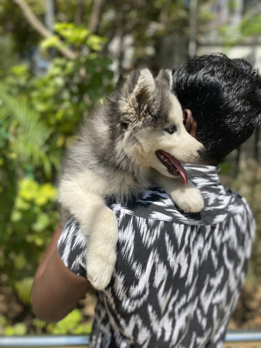 Husky
