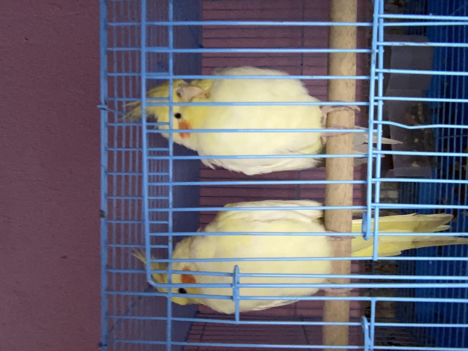 MALE COCKATIEL