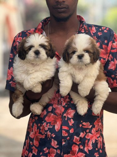 Shihztu puppies available