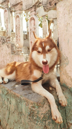 Husky