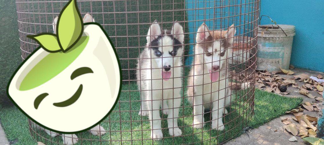 Husky