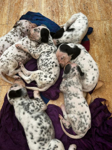 Dalmination puppies