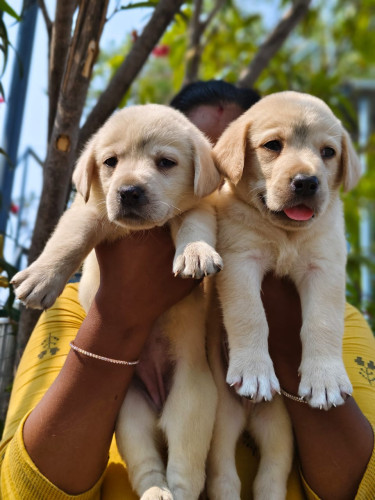 Lab