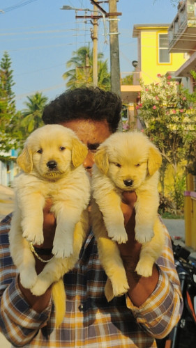 Golden retriever