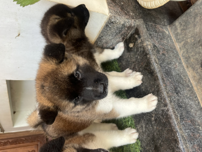 American Akita