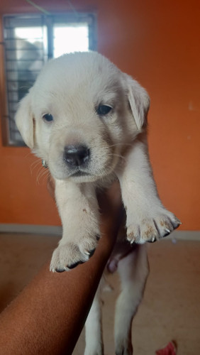 Female Lab