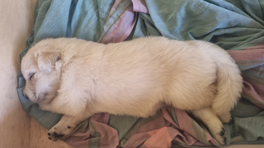 Golden retriever
