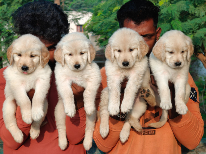 Golden retriever