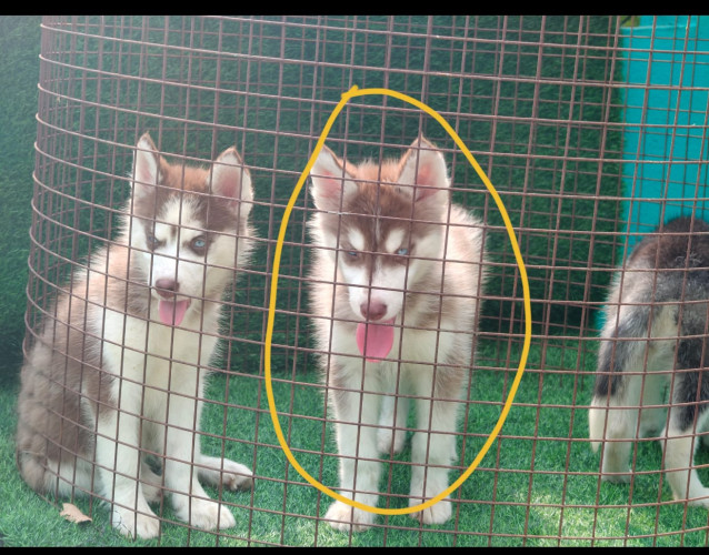 Husky
