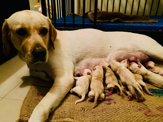 Lab
