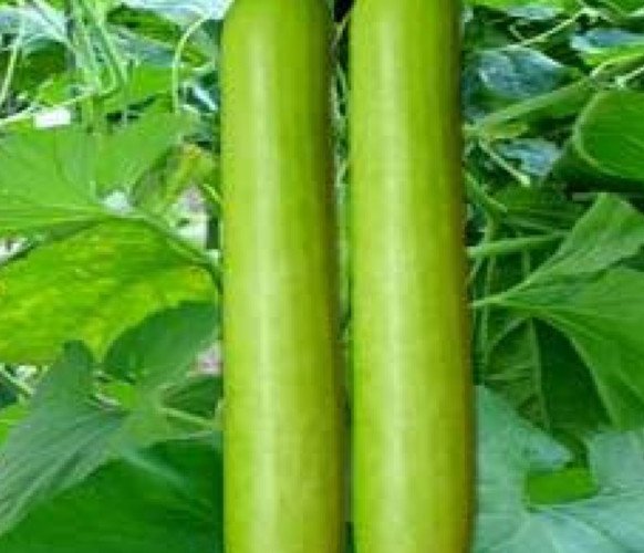 Bottle Gourd for sale