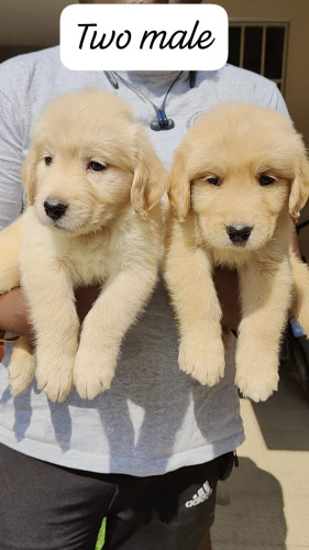 Golden retriever
