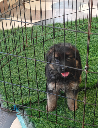 German shepherd