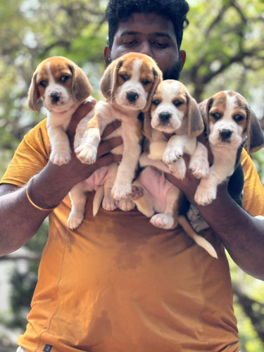 Beagle