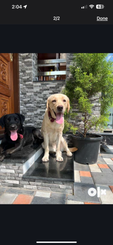 Female labrador