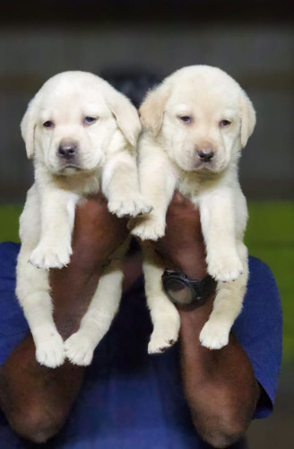 Lab