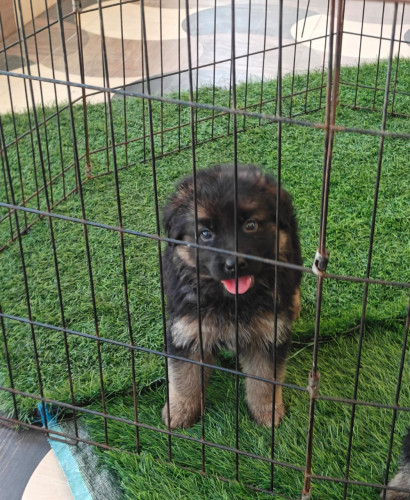 German shepherd