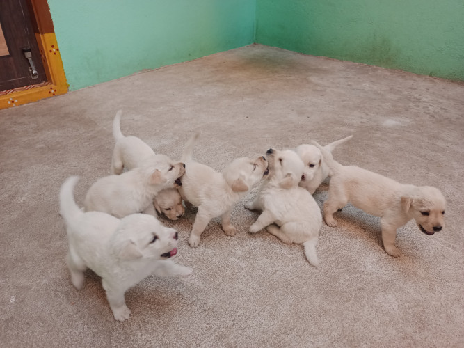 Lab