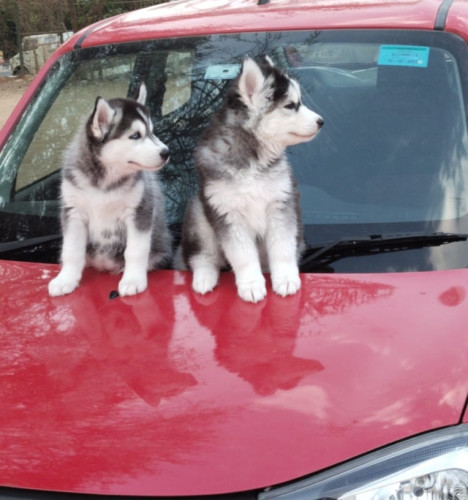 Husky