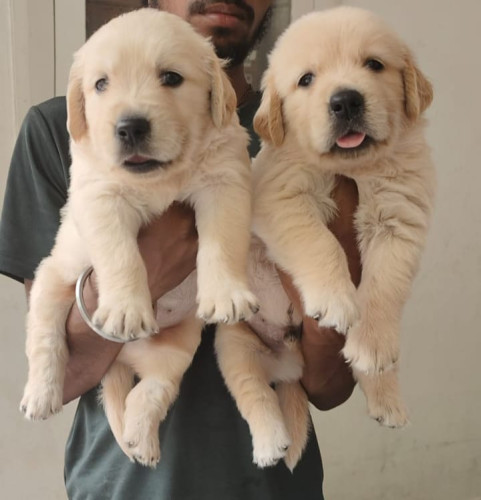 Golden retriever