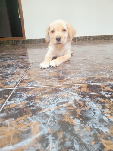 Labour Dog 2months
