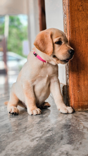 Labrador dog