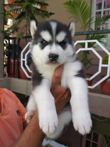 TOP QUALITY HUSKY PUPPIES AVAILABLE IN CHENNAI 9677128162