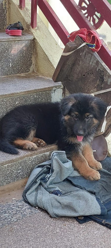 German shepherd