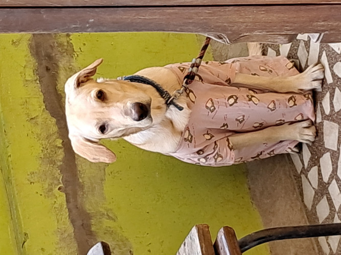 Labrador