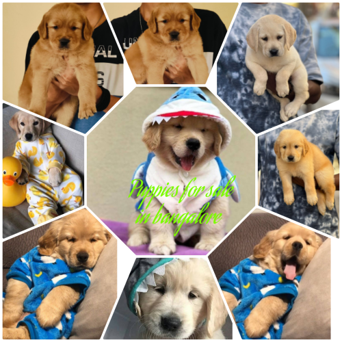 Golden retriever puppies for sale