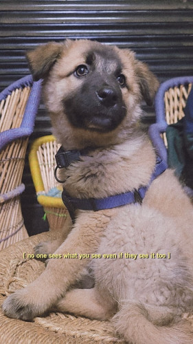 Pahadi dog
