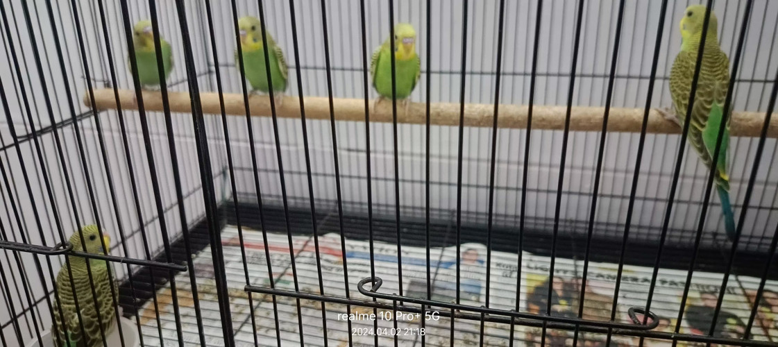 Love birds