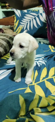 Female Labrador
