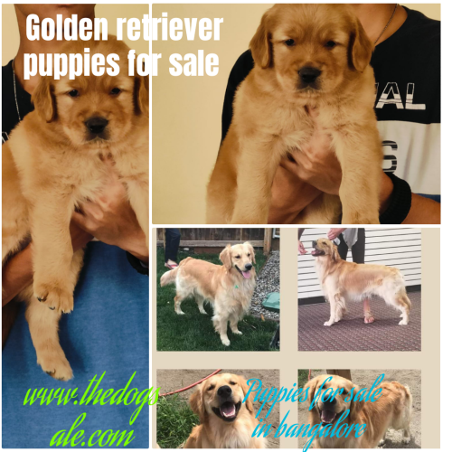 Golden retriever puppies for sale