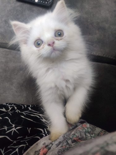 Male White Persian Cat for Sale (5 weeks old)