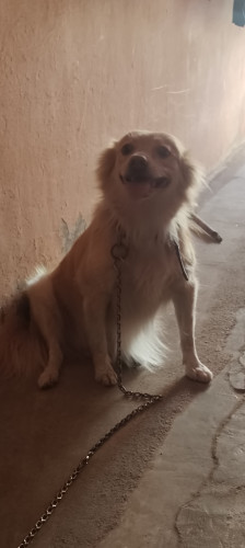 My dog