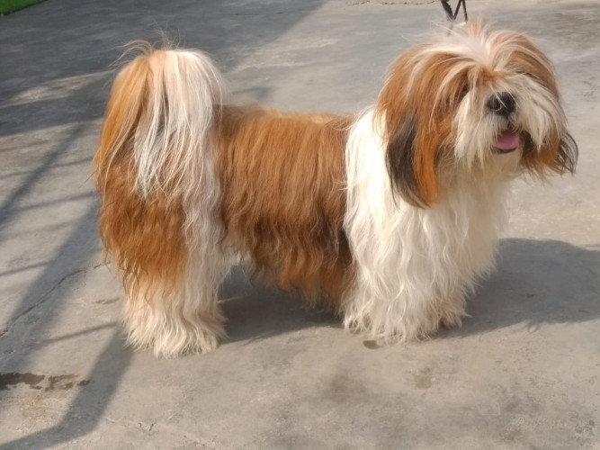 CUTE AND HEALTHY SHIHTZU PUPPIES ARE READY TO SHOW ROYAL ORCHID PAWS