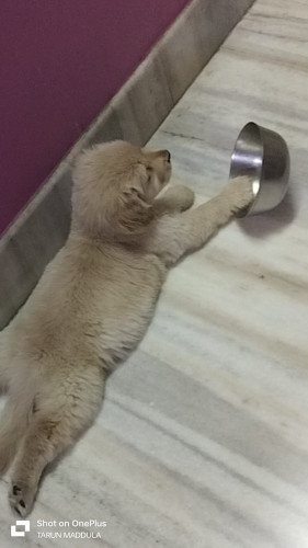 Golden retriever