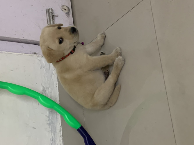 Labrador