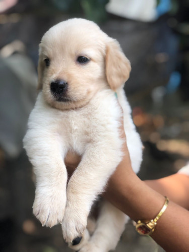 Golden retriever