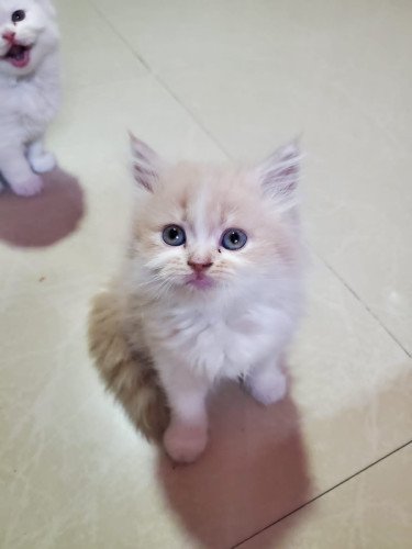 Trust Kennel Beautiful Persian Kittens Available In Delhi