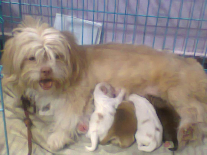 ROYAL ORCHID PAWS PRESENTS ALL TYPE OFF BREED DOGS  & CATS GENUINE PRICE QUALITY PUPP ASSURED