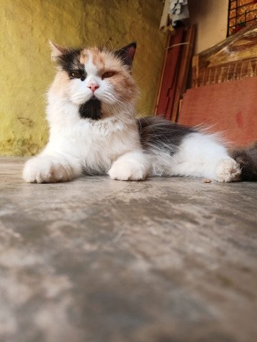 Calico Persian Cat