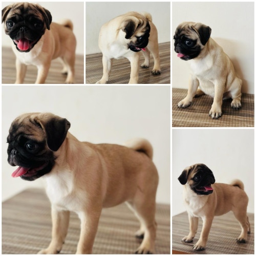 Vodaphone pug