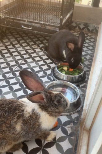 Adult Rabbits Breeding Pair For Sale