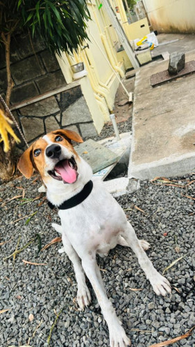 Dog for adoption